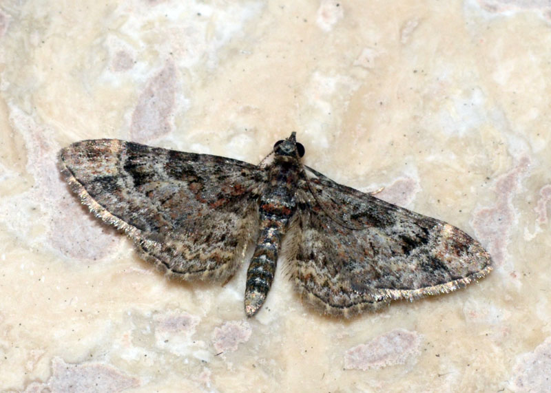 Geometridae Gymnoscelis rufifasciata ?